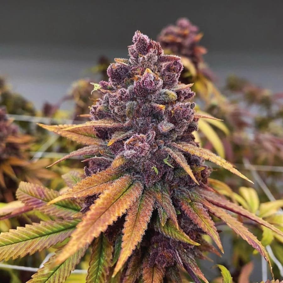 Red Kachina > Conscious Genetics | Feminized Cannabis   |  Indica